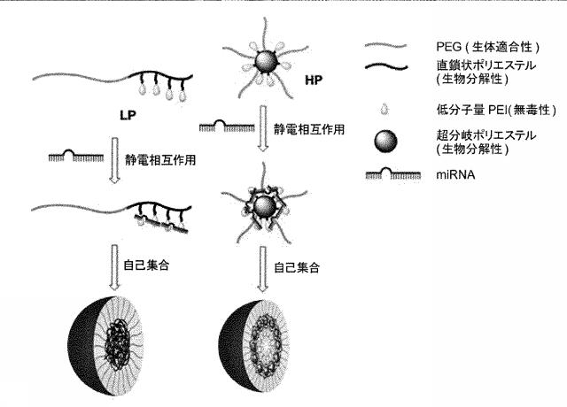 2018517005-超分岐重合体及びポリプレックス、並びにこれらを含むＤＮＡ又はＲＮＡ送達システム 図000007