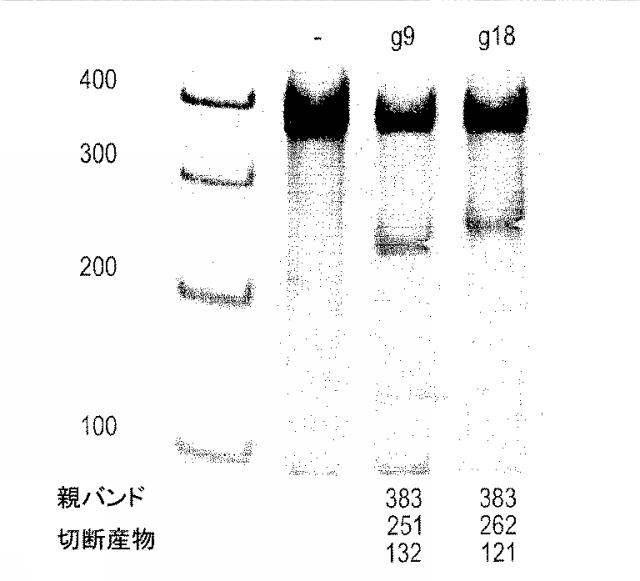 2018522592-細胞傷害性が増加した改変ナチュラルキラー細胞及びナチュラルキラー細胞株 図000007