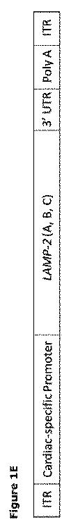 2019505588-ダノン病およびオートファジーの他の障害の治療のための方法 図000007