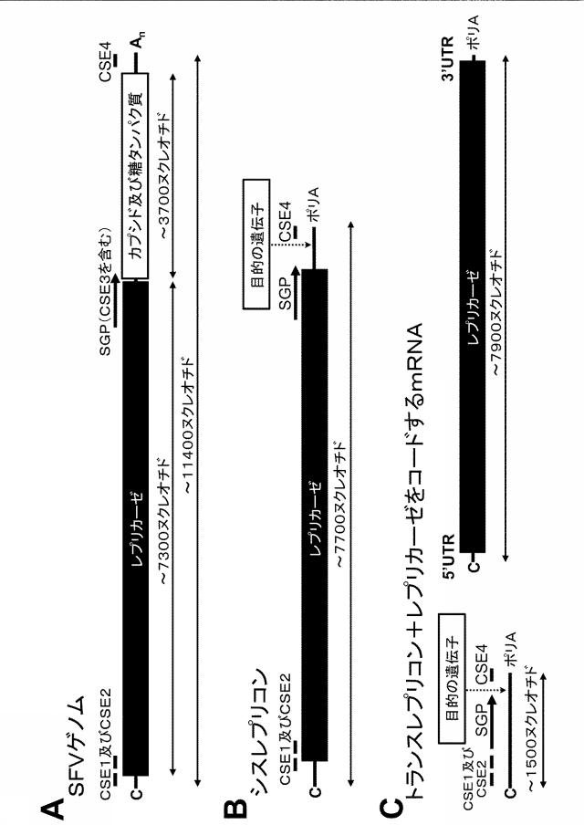 2019509048-トランス複製型ＲＮＡ 図000007