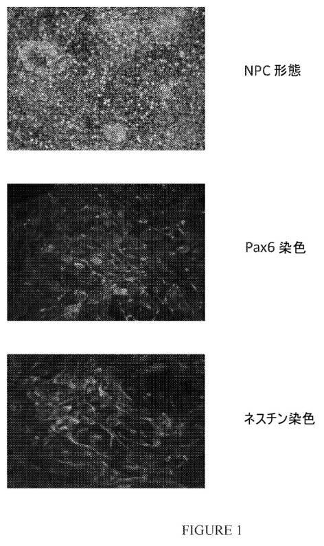 2020526212-ランドマーク転写因子を使用した幹細胞分化による神経前駆細胞、オリゴデンドロサイト前駆細胞、およびオリゴデンドロサイトの誘導 図000007