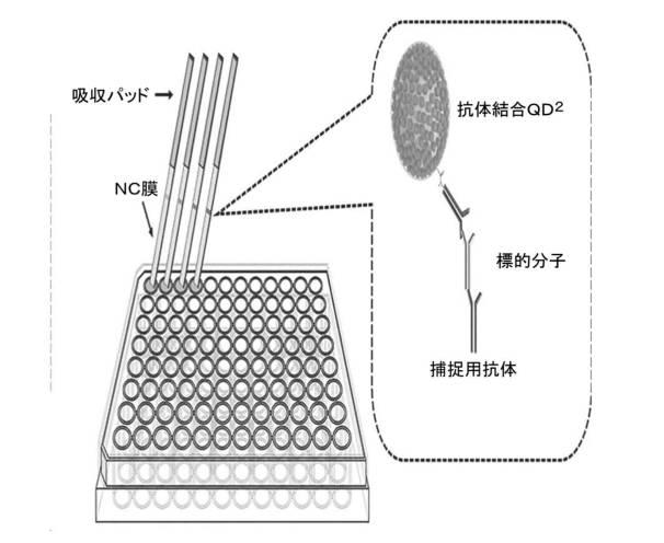 2021508371-多量子ドットに基づく生体分子高感度検出方法 図000007