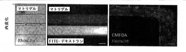 2016510212-バイオミメティック流体プロセスの系および方法 図000008