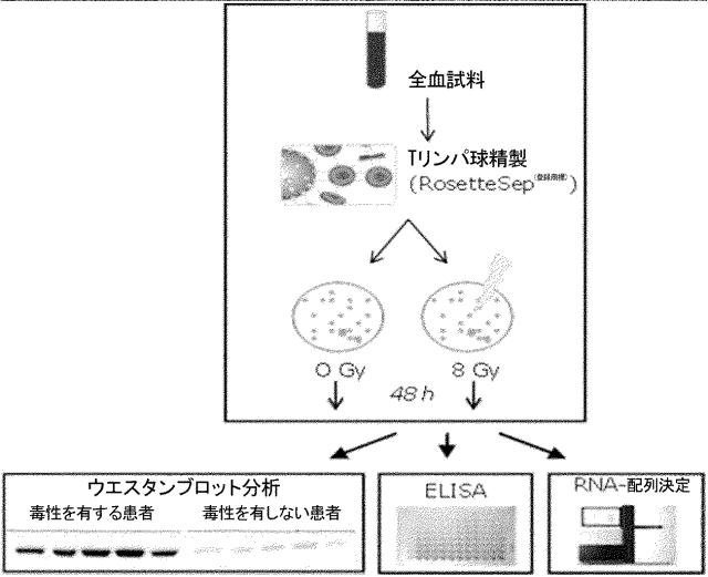 2016517956-放射線感受性を判定するための方法 図000008