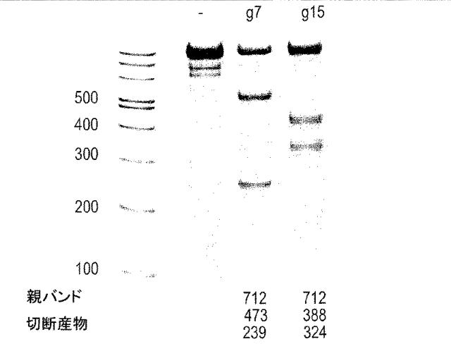 2018522592-細胞傷害性が増加した改変ナチュラルキラー細胞及びナチュラルキラー細胞株 図000008