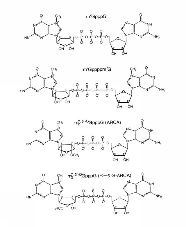 2019509048-トランス複製型ＲＮＡ 図000008