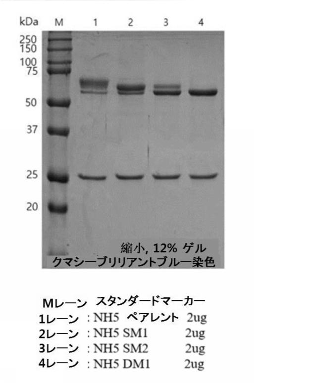 2020517275-タンパク質の純度及び抗原に対する親和性が向上したポリペプチド、その抗体または抗原結合断片との複合体、及びこれらの製造方法 図000008