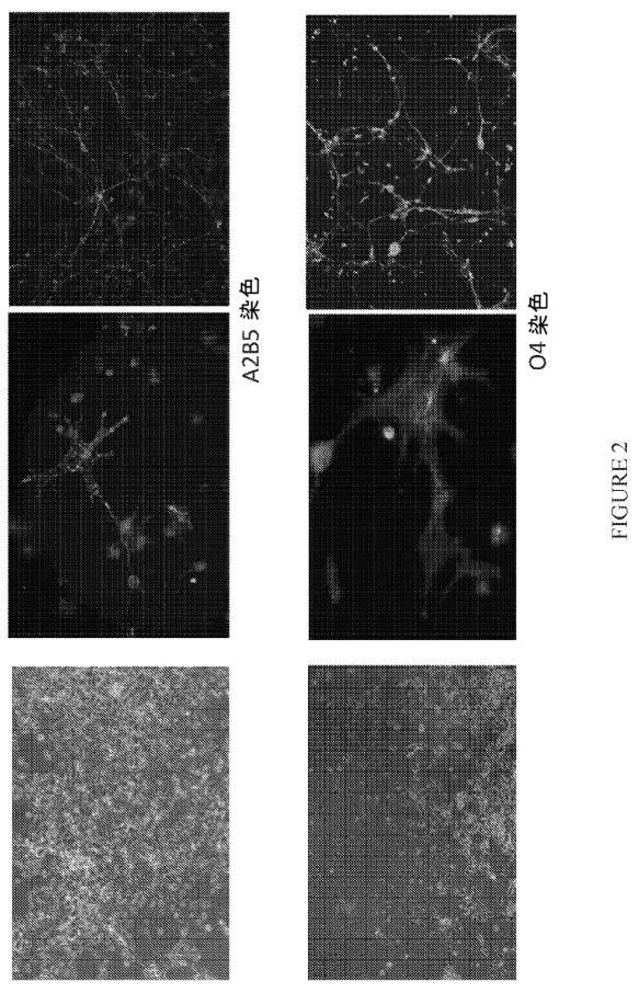 2020526212-ランドマーク転写因子を使用した幹細胞分化による神経前駆細胞、オリゴデンドロサイト前駆細胞、およびオリゴデンドロサイトの誘導 図000008