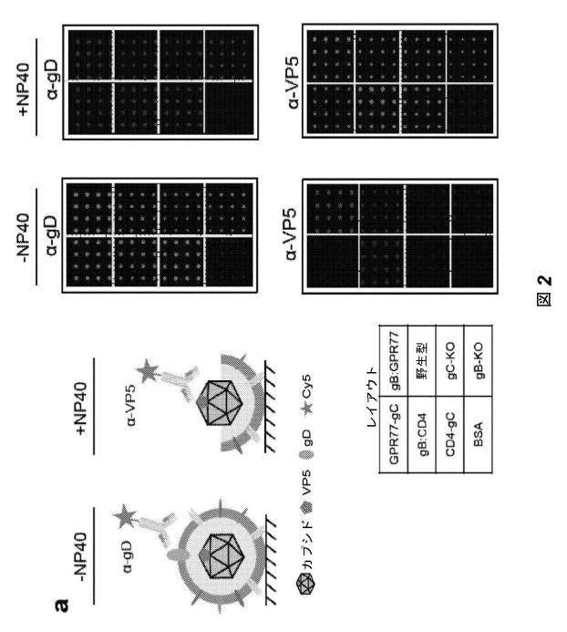 2016528486-ヒト膜蛋白質の機能および相互作用をプロファイリングするためのビリオンディスプレイアレイ 図000009