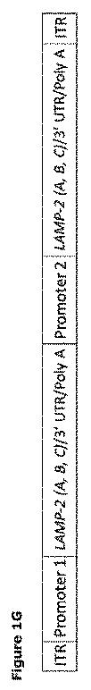 2019505588-ダノン病およびオートファジーの他の障害の治療のための方法 図000009