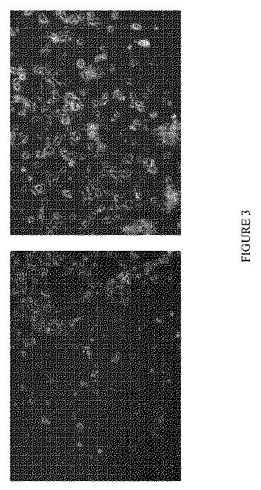 2020526212-ランドマーク転写因子を使用した幹細胞分化による神経前駆細胞、オリゴデンドロサイト前駆細胞、およびオリゴデンドロサイトの誘導 図000009