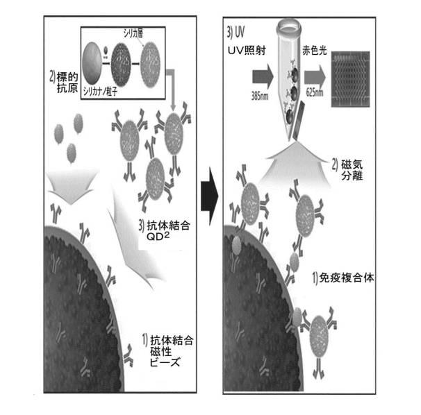 2021508371-多量子ドットに基づく生体分子高感度検出方法 図000009