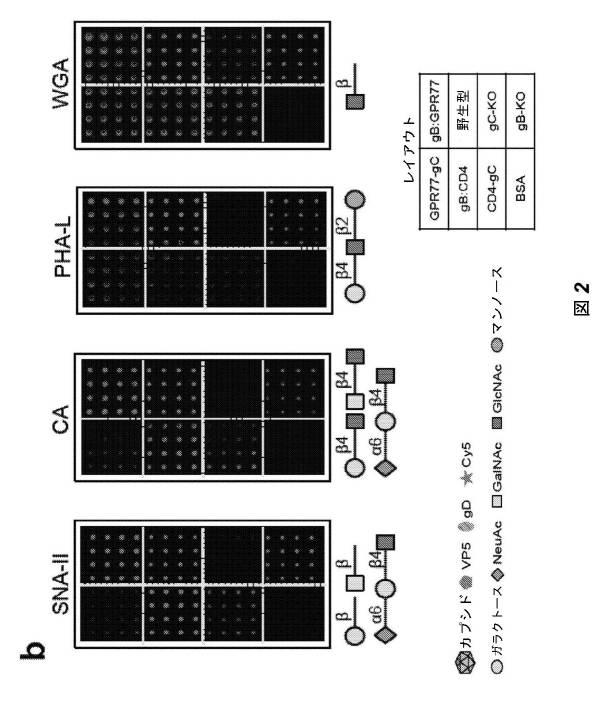 2016528486-ヒト膜蛋白質の機能および相互作用をプロファイリングするためのビリオンディスプレイアレイ 図000010