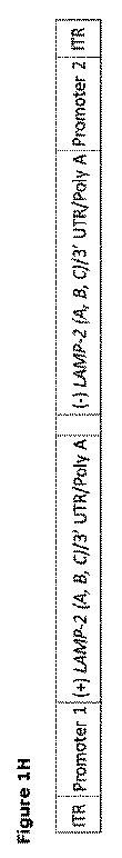 2019505588-ダノン病およびオートファジーの他の障害の治療のための方法 図000010