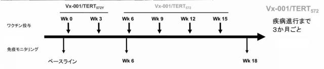 2020519613-ＴＥＲＴを発現する非免疫原性腫瘍を有するＨＬＡ−Ａ＊０２０１陽性患者における癌を処置するための潜在性ＴＥＲＴエピトープを標的するワクチンの使用 図000010