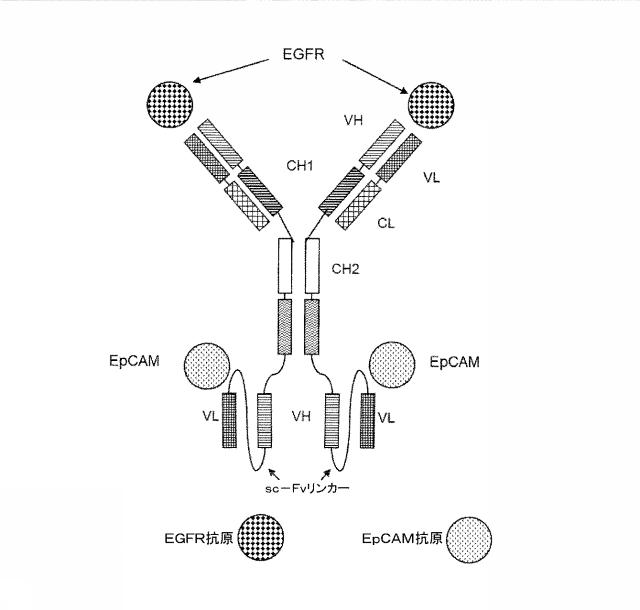 2015506954-抗原をトランスフェクトされたＴ細胞を伴う二重特異性抗体分子及び医薬におけるそれらの使用 図000011