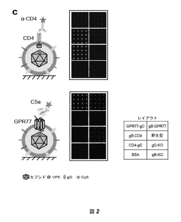 2016528486-ヒト膜蛋白質の機能および相互作用をプロファイリングするためのビリオンディスプレイアレイ 図000011