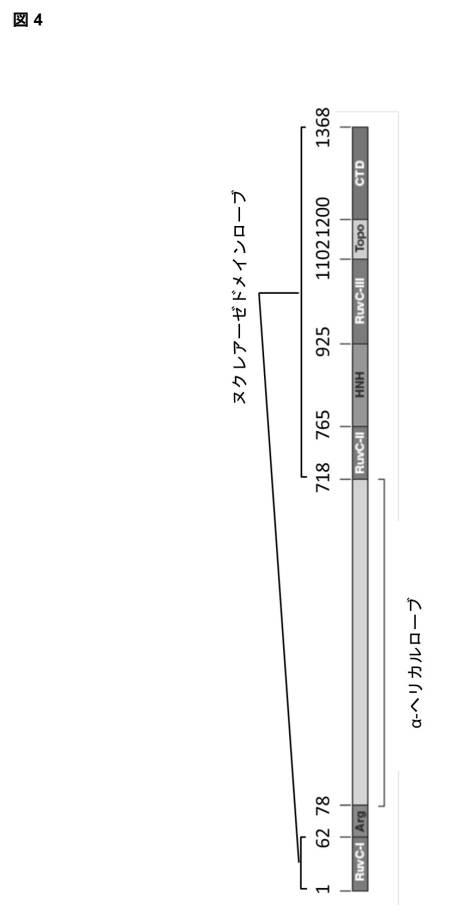 2018522544-熱安定性ＣＡＳ９ヌクレアーゼ 図000011