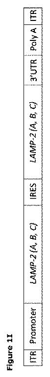 2019505588-ダノン病およびオートファジーの他の障害の治療のための方法 図000011