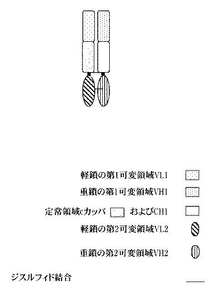 2015506910-ヒトＯＸ４０に対する特異性を有する抗体分子 図000012