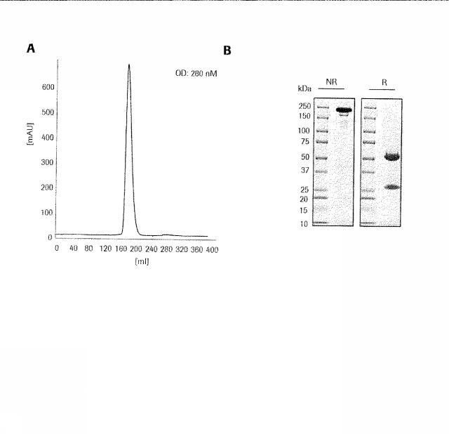 2015506954-抗原をトランスフェクトされたＴ細胞を伴う二重特異性抗体分子及び医薬におけるそれらの使用 図000012