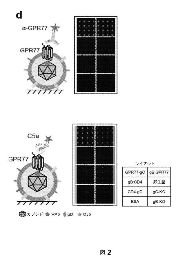 2016528486-ヒト膜蛋白質の機能および相互作用をプロファイリングするためのビリオンディスプレイアレイ 図000012