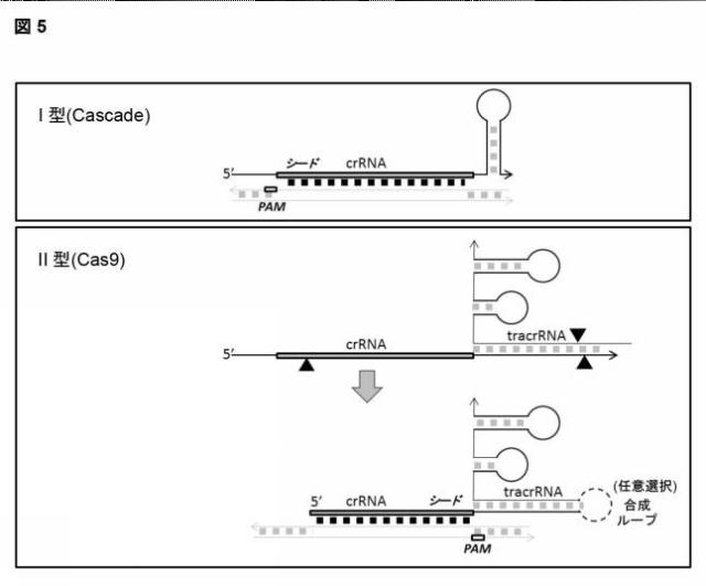 2018522544-熱安定性ＣＡＳ９ヌクレアーゼ 図000012