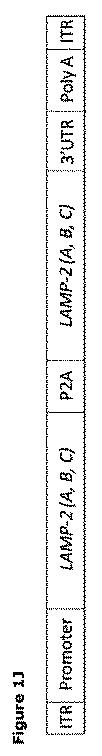 2019505588-ダノン病およびオートファジーの他の障害の治療のための方法 図000012