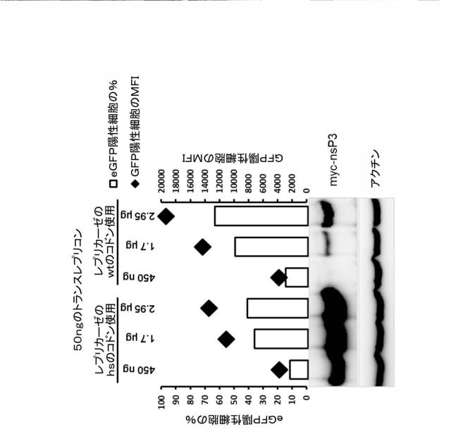 2019509048-トランス複製型ＲＮＡ 図000012