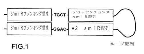 2020512842-それを必要とする対象においてＮＫＣＣ１の発現を低下させるためのベクターおよび医薬組成物、ならびに関連する治療的処置方法 図000012