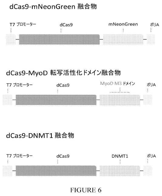 2020526212-ランドマーク転写因子を使用した幹細胞分化による神経前駆細胞、オリゴデンドロサイト前駆細胞、およびオリゴデンドロサイトの誘導 図000012