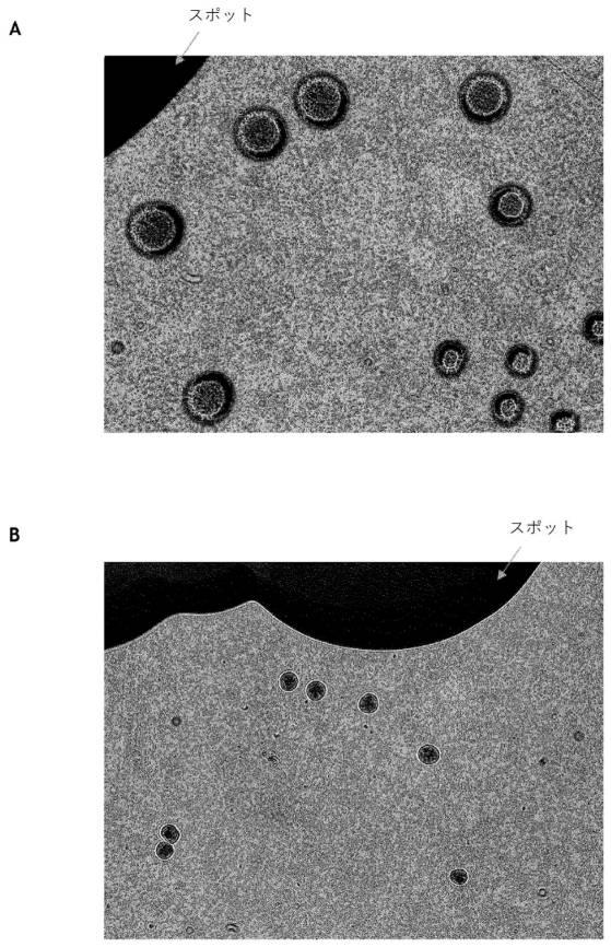 2020529463-人為的細菌コロニー形成を用いたスタフィロコッカス・アウレウスの防止のための医薬組成物および方法 図000012