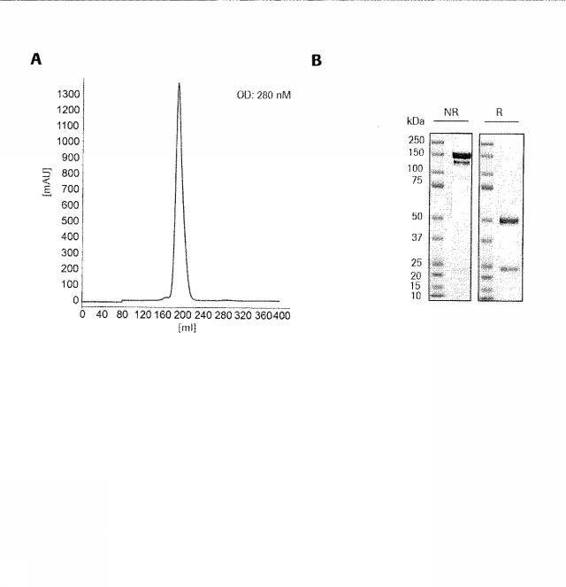 2015506954-抗原をトランスフェクトされたＴ細胞を伴う二重特異性抗体分子及び医薬におけるそれらの使用 図000013