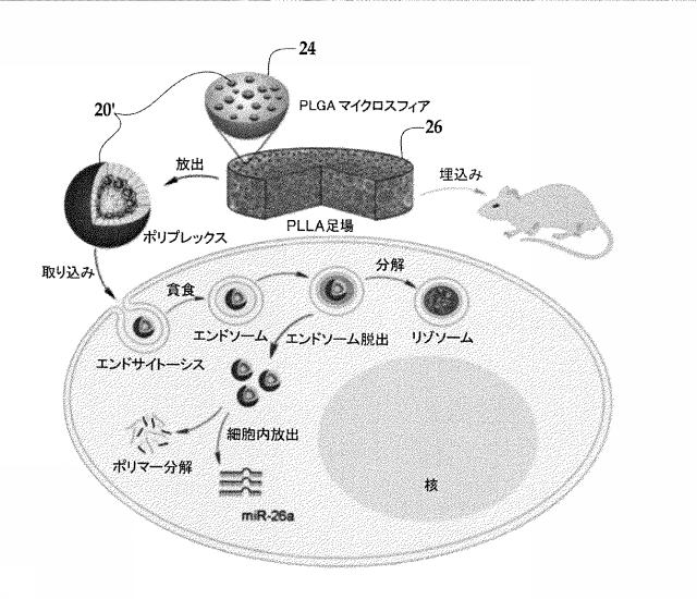 2018517005-超分岐重合体及びポリプレックス、並びにこれらを含むＤＮＡ又はＲＮＡ送達システム 図000013