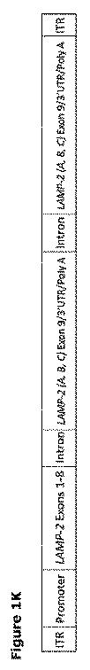 2019505588-ダノン病およびオートファジーの他の障害の治療のための方法 図000013