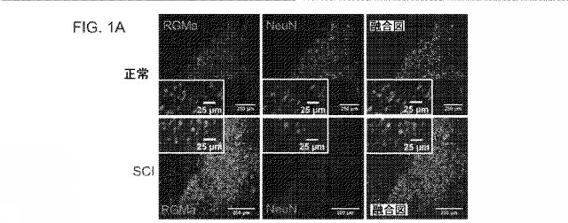 2019517480-脊髄損傷及び疼痛を処置するための抗ＲＧＭａ（Ｒｅｐｕｌｓｉｖｅ  Ｇｕｉｄａｎｃｅ  Ｍｏｌｅｃｕｌｅ  Ａ）アンタゴニスト抗体 図000013