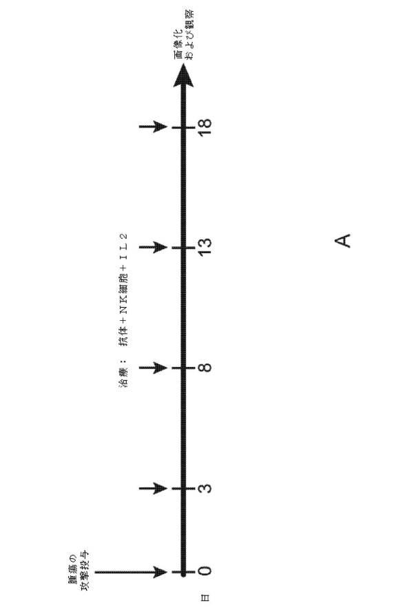 2019525768-ＢＡＦＦ−Ｒ抗体及びその使用 図000013