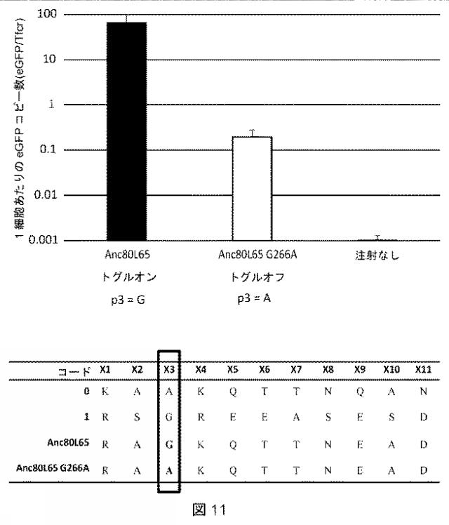 2021522827-アデノ随伴ウイルスの肝臓特異的向性 図000013