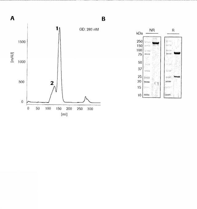 2015506954-抗原をトランスフェクトされたＴ細胞を伴う二重特異性抗体分子及び医薬におけるそれらの使用 図000014