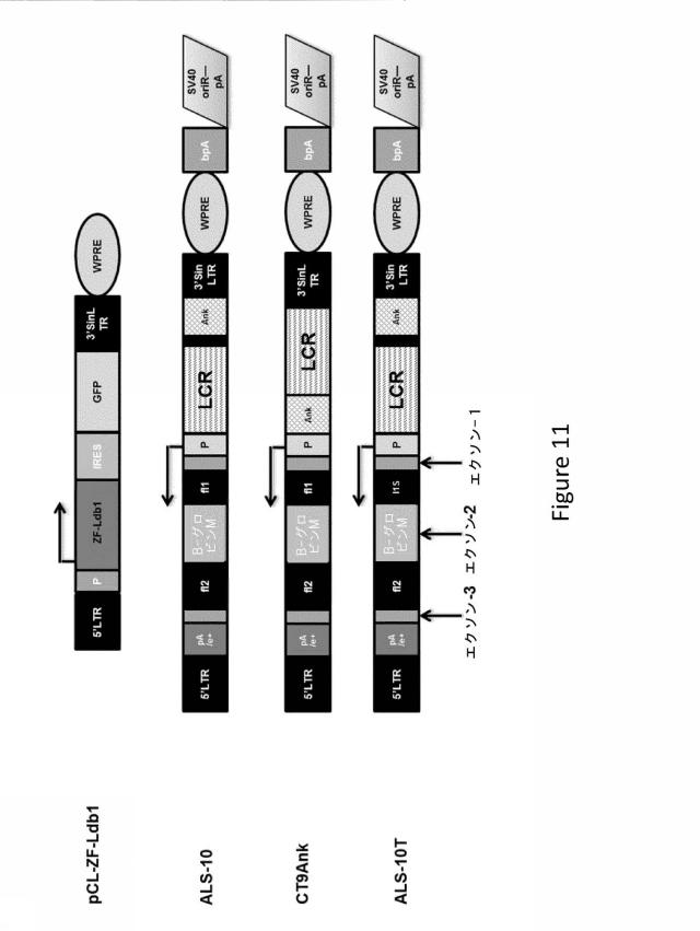 2018508230-異常ヘモグロビン症の予防及び治療のためのウイルスベクター 図000014