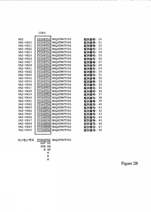 2019500859-ＣＤ１３１結合タンパク質とその利用 図000014