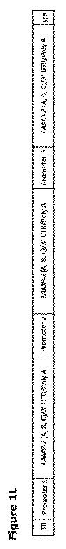 2019505588-ダノン病およびオートファジーの他の障害の治療のための方法 図000014