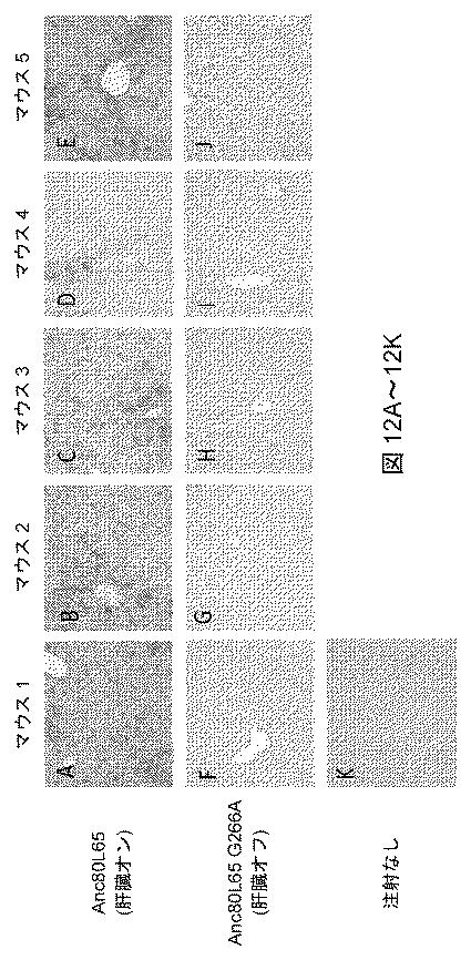 2021522827-アデノ随伴ウイルスの肝臓特異的向性 図000014