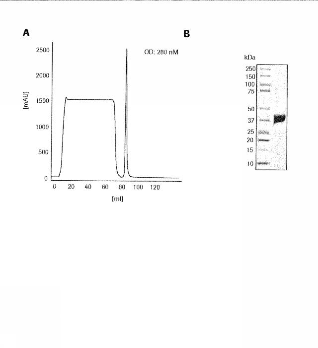 2015506954-抗原をトランスフェクトされたＴ細胞を伴う二重特異性抗体分子及び医薬におけるそれらの使用 図000015