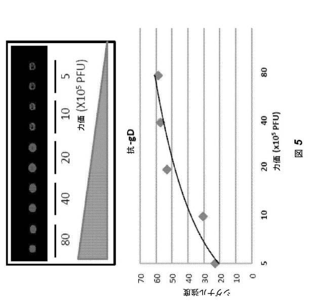 2016528486-ヒト膜蛋白質の機能および相互作用をプロファイリングするためのビリオンディスプレイアレイ 図000015