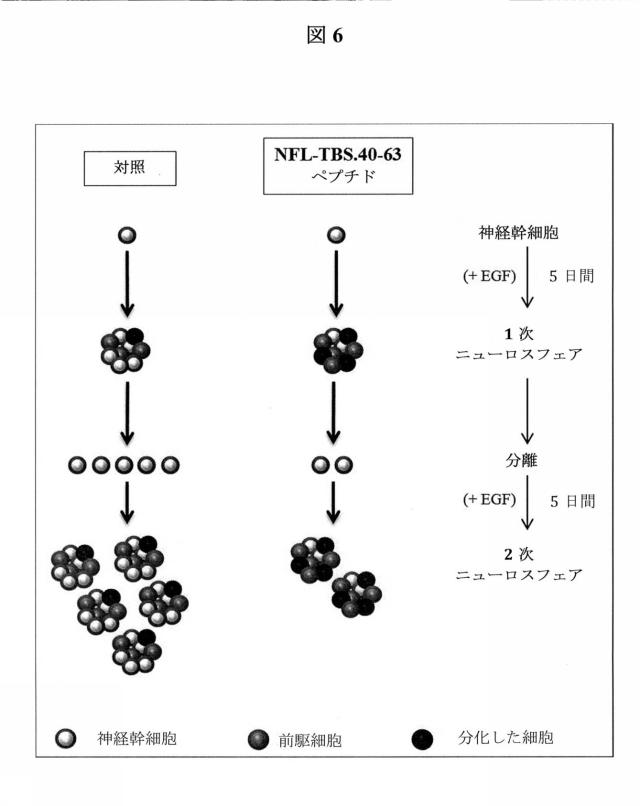 2017532286-神経幹細胞を標的とするためのニューロフィラメントペプチドの使用 図000015