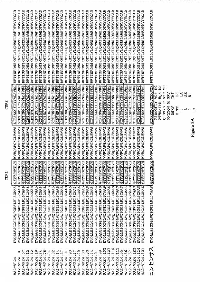 2019500859-ＣＤ１３１結合タンパク質とその利用 図000015