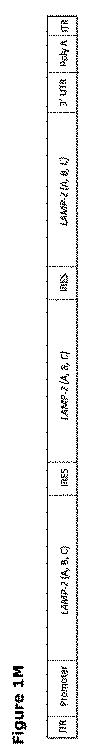 2019505588-ダノン病およびオートファジーの他の障害の治療のための方法 図000015