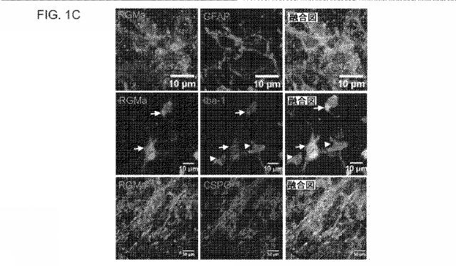 2019517480-脊髄損傷及び疼痛を処置するための抗ＲＧＭａ（Ｒｅｐｕｌｓｉｖｅ  Ｇｕｉｄａｎｃｅ  Ｍｏｌｅｃｕｌｅ  Ａ）アンタゴニスト抗体 図000015