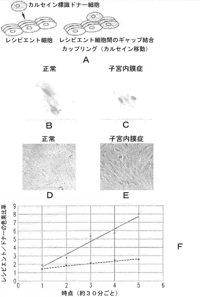2021521803-子宮内膜症の治療のための組成物および方法 図000015